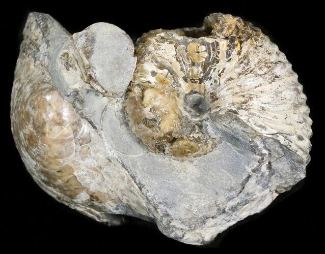Hoploscaphites Nodosus Ammonite - Nice Display #43945